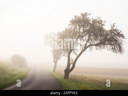 Voitures sur la route dans le brouillard Banque D'Images