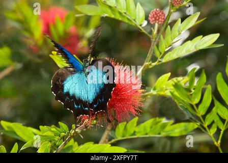 Décollage du papillon Ulysse (Papilio ulysse), Atherton Tableland, nord-est du Queensland, Australie. Banque D'Images