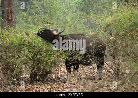 Taureau de Gaur / bison indien (Bos gaurus), se nourrissant de feuilles, Parc national de Bandhavgarh, Madhya Pradesh, Inde. Février. Banque D'Images