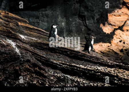 Deux manchots des Galapagos se dressent sur des falaises accidentées, mettant en valeur leur habitat unique et le paysage spectaculaire des îles Galapagos. Banque D'Images