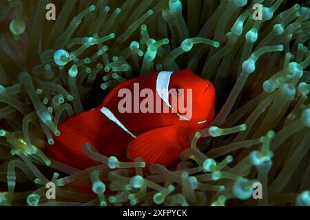 Anémonefish spinecheek (Premnas biaculeatus) vivant en symbiose avec l'anémone à pointe bulle (Entacmaea quadricolor). Kimbe Bay, West New Britain, Papouasie-Nouvelle-Guinée Banque D'Images