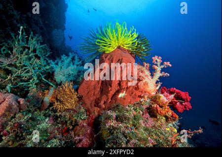 Étoiles à plumes (crinoïdes) sur éponge de tonneau (Xestospongia testudinaria) et coraux mous. Mer de Bismarck - Îles Vitu, Nouvelle-Bretagne occidentale, Papouasie-Nouvelle-Guinée Banque D'Images