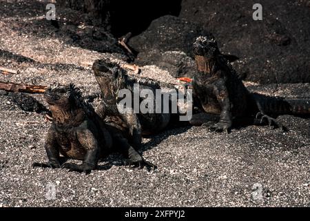 Trois iguanes marins se prélassent sous le soleil des Galapagos sur une plage de sable, mettant en valeur leurs adaptations et comportements uniques. Parfait pour la faune et la nature co Banque D'Images