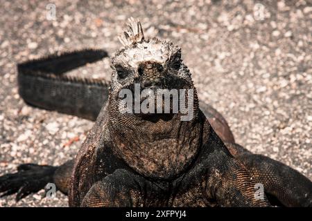 Gros plan d'un iguane marin des Galapagos se prélassant au soleil, mettant en évidence ses écailles robustes et ses caractéristiques distinctives. Parfait pour les documentalistes de la faune Banque D'Images