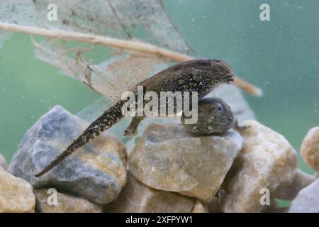 Métamorphose du têtard du crapaud américain (Bufo americanus). Philadelphie, Pennsylvanie, États-Unis, mai. Banque D'Images