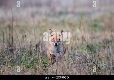 Un magnifique renard rouge sauvage (Vulpes vulpes) chassant de la nourriture à manger dans l'herbe longue Banque D'Images