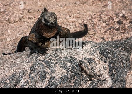 Un iguane marin rencontre un lézard de lave sur un terrain rocheux dans les îles Galapagos, mettant en valeur un moment unique d'interaction avec la faune. Banque D'Images