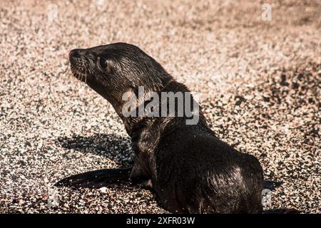 Un chiot de lion de mer des Galapagos à fourrure humide repose sur une plage de galets, à l'air alerte et curieux, capturant l'essence de la faune de l'île. Banque D'Images