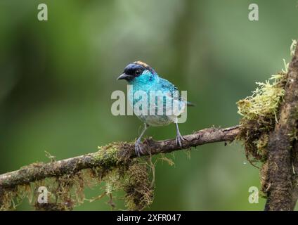 Tanager doré (Tangara ruficervix) réserve forestière du nuage de Mashpi, Équateur. Banque D'Images