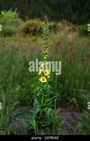 Une grande plante avec des fleurs jaunes au centre d'un pré vert, molène orange (Verbascum phlomoides), lac de cratère Lagoa do Fogo, Caldeiras, Sao Banque D'Images