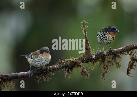 Tanager à gorge rousse (Tangara rufigula) Mashpi Cloud Forest Reserve, Équateur. Décembre. Banque D'Images