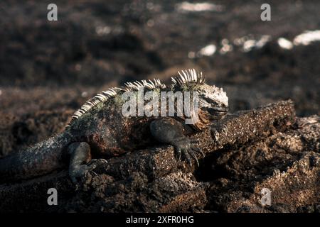 Un gros plan d'un iguane marin reposant sur les roches volcaniques des îles Galapagos mettant en valeur son adaptation unique et son environnement naturel accidenté. Banque D'Images