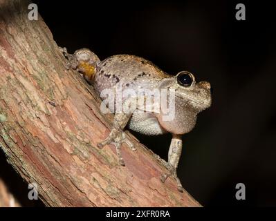 Cope's Grey Treefrog (Hyla chrysoscelis) Calling, Blackbird State, Forest, Delaware, États-Unis, mai. Banque D'Images