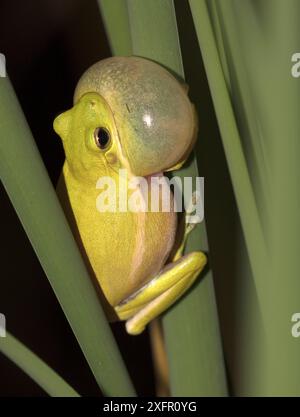 American Green Treefrog (Hyla cinerea) Calling, vocal sac gonflé, offert Jones Reserve, Delaware, USA, juin. Banque D'Images