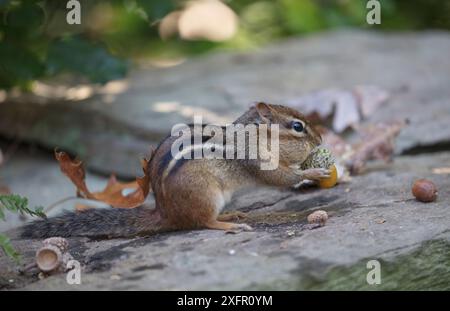 Le tamia rayé (Tamias striatus) collecte de glands de chêne blanc dans la joue, Chestnut Hill, Philadelphia, Pennsylvania, USA, septembre. Banque D'Images