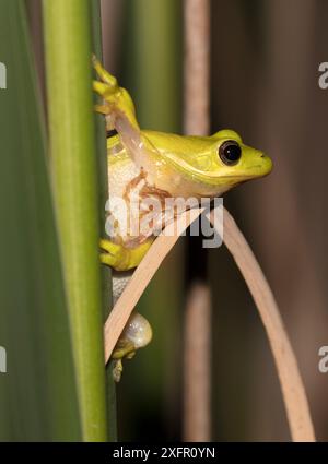 American Green Treefrog (Hyla cinerea), Jones Reserve, Delaware, USA, juin. Banque D'Images