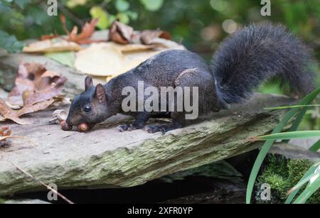 Écureuil gris de l'est (Sciurus carolinensis) se nourrissant de glands de chêne blanc, Chestnut Hill, Philadelphie, Pennsylvanie, États-Unis, septembre. Banque D'Images