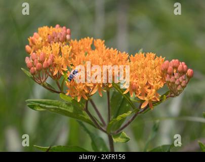 Abeille mégachilidée (Megachilidae) sur l'herbe à papillon (Asclepias tuberosa) French Creek State Park, Philadelphie, Pennsylavania, États-Unis Banque D'Images