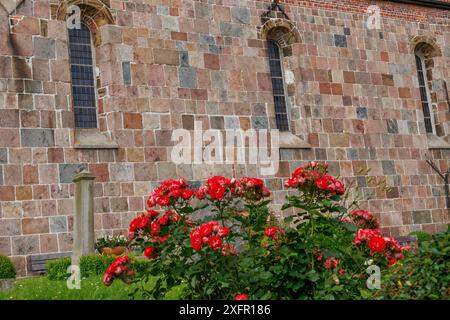 Gros plan de fleurs rouges devant les murs de briques de l'église avec un cimetière et un espace vert, wangerland, basse-saxe, allemagne Banque D'Images