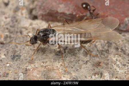 Pavement ANT (Tetramorium) alate, Philadelphie, Pennsylvanie, États-Unis, juillet. Banque D'Images