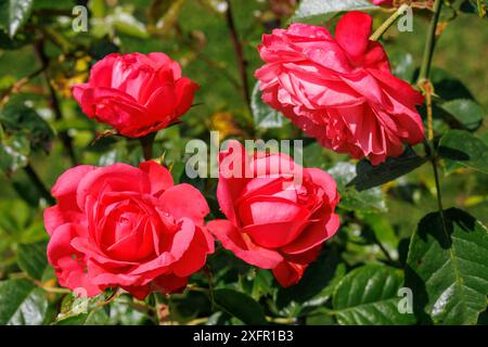 Quatre roses rouge vif avec des feuilles vertes dans la lumière du soleil dans un jardin, Bad Zwischenahn, basse-Saxe, Allemagne Banque D'Images