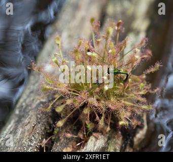 Rosée à feuilles spatules (Drosera intermedia) avec mouche scintillante (Calopteryx dimidiata) Wharton State Forest, New Jersey, États-Unis, juin. Banque D'Images