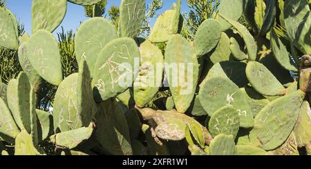 Opuntia (Opuntia), Barbarie, Tenerife, Îles Canaries, Espagne Banque D'Images