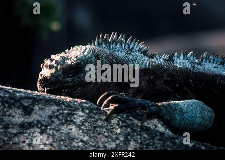 Ce magnifique gros plan capture les détails complexes d'un iguane marin des Galapagos se prélassant au soleil. Parfait pour les amateurs de faune et nature Banque D'Images