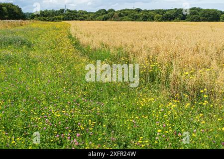 Marge de champ semée avec des fleurs sauvages poussant à côté d'une culture d'avoine (Avena sativa) sur une ferme biologique, Cheshire, Royaume-Uni, août 2017. Banque D'Images