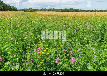 Marge de champ semée avec des fleurs sauvages poussant à côté d'une culture d'avoine (Avena sativa) sur une ferme biologique, Cheshire, Royaume-Uni, août 2017. Banque D'Images