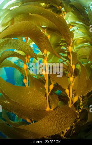 Détail des vessies de gaz et des frondes de la plante de varech géant (Macrocystis pyrifera). Île de Santa Barbara, îles Anglo-Normandes, Californie, États-Unis d'Amérique. Océan Pacifique est Banque D'Images