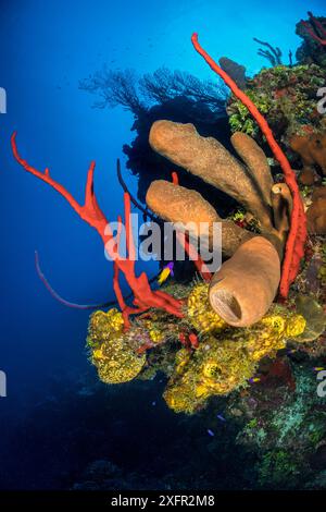 Paroi colorée du récif corallien, avec des éponges tubulaires jaunes (Pseudoceratina crassa), des éponges tubulaires brunes (Agelas conifera) et des éponges à cordes rouges (Amphimedon compressa), devant des éventails de mer profonde (Iciligorgia nodulifera). East End, Grand Caïman, Îles Caïmans, Antilles britanniques. Mer des Caraïbes. Banque D'Images