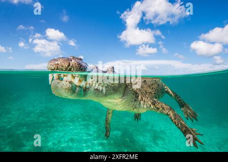 Vue sur deux niveaux d'un crocodile américain (Crocodylus acutus) Jardines de la Reina, jardins du parc national de la Reine, Cuba. Mer des Caraïbes. Banque D'Images