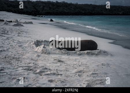 Un lion de mer des Galapagos repose paisiblement sur une plage immaculée, mettant en valeur la beauté tranquille et la nature intacte des îles Galapagos. Banque D'Images