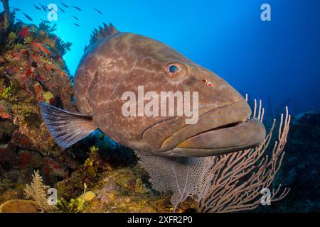 Portrait d'un mérou noir (Mycteroperca bonaci) sur un récif corallien. Jardines de la Reina, jardins du parc national de la Reine, Cuba. Mer des Caraïbes. Banque D'Images