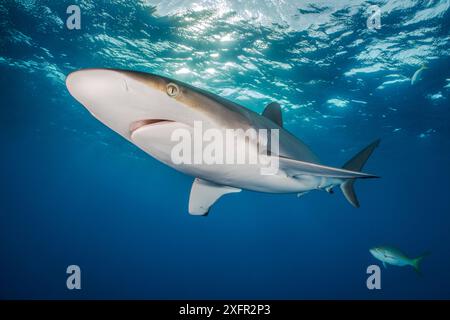 Portrait d'un jeune requin soyeux (Carcharhinus falciformis). Jardines de la Reina, jardins du parc national de la Reine, Cuba. Mer des Caraïbes. Banque D'Images