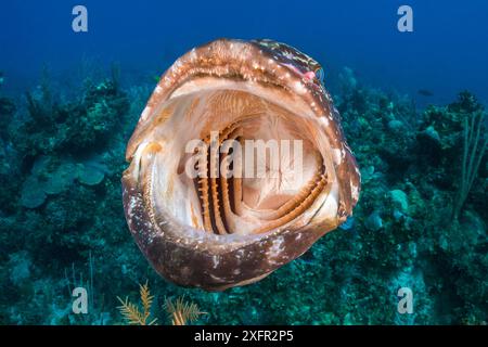 Mérou noir (Mycteroperca bonaci) bâillant sur un récif corallien. Jardines de la Reina, jardins du parc national de la Reine, Cuba. Mer des Caraïbes. Banque D'Images