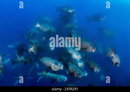 Un grand groupe de vivaneaux de minuit (Macolor macularis) fait la course pour se nourrir des œufs engendrés par les vivaneaux sangliers. Ulong, îles Rock, Palaos, Mirconesia. Océan Pacifique occidental tropical Banque D'Images