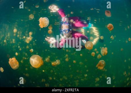 Plongeur nageant à travers les méduses dorées (Mastigias sp.) Dans un lac marin, Jellyfish Lake, Eil Malk Island, Rock Islands, Palau. Océan Pacifique Nord tropical. Banque D'Images