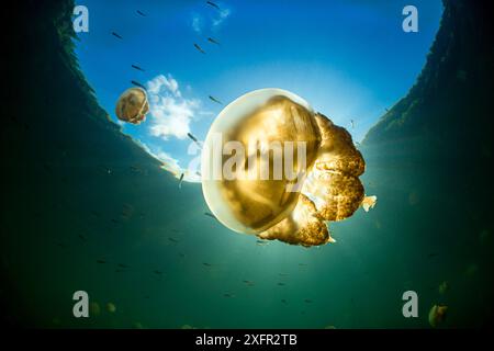 Méduses dorées (Mastigias sp.) Dans un lac marin, Jellyfish Lake, Eil Malk Island, Rock Islands, Palau. Océan Pacifique Nord tropical. Banque D'Images