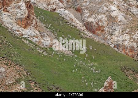 Bluesheep (pseudo nayaur), réserve naturelle nationale de Sanjiangyuan, Qinghai Hoh XIL, site du patrimoine mondial de l'UNESCO, plateau Qinghai-Tibet, province du Qinghai, Chine. Banque D'Images