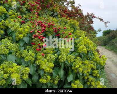 Lierre (Hedra Helix) en fleurs poussant autour de l'arbuste d'aubépine (Crataegus monogyna) en haie. Norfolk, Angleterre, Royaume-Uni. Septembre. Banque D'Images