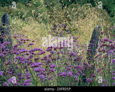 Verveine Argentine (Verbena bonariensis) et herbe à plumes géante (Stipa gigantea) en bordure de jardin. Banque D'Images