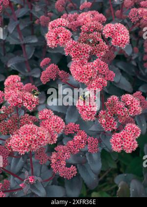 Plante de glace (Sedum telephium) 'Purple Emperor' en fleur dans le jardin. Banque D'Images