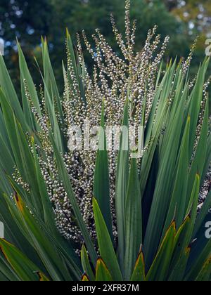 Chou-palmier (Cordyline australis) dans le jardin. Originaire de Nouvelle-Zélande. Banque D'Images