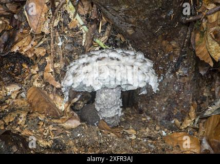 Vieil homme du champignon des bois (Strobilomyces strobilaceus), Sussex, Royaume-Uni. Septembre 2017. Banque D'Images