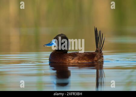 Canard de lac, (Oxyura vittata), la Pampa, Patagonie Banque D'Images