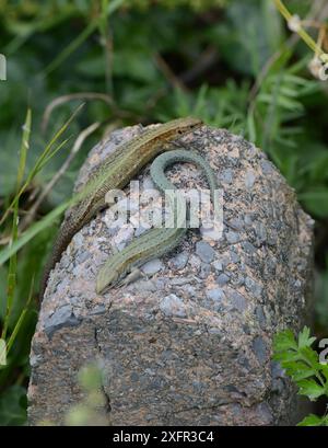 Deux lézards communs (Zootoca vivipara) se prélassant sur la roche, montrant un polymorphisme, Devon, Royaume-Uni. Août. Banque D'Images