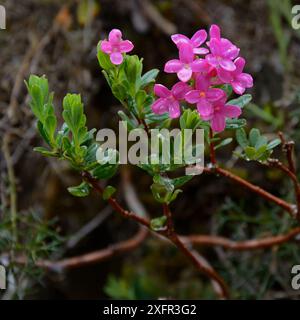 Fleur de guirlande (Daphne cneorum) Tarn, France, mai. Banque D'Images