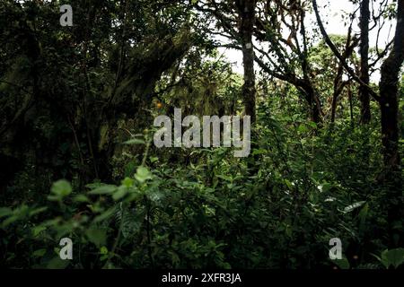 Cette image capture l'intérieur dense et luxuriant d'une forêt tropicale des îles Galapagos, mettant en valeur la riche verdure et la végétation complexe. Banque D'Images